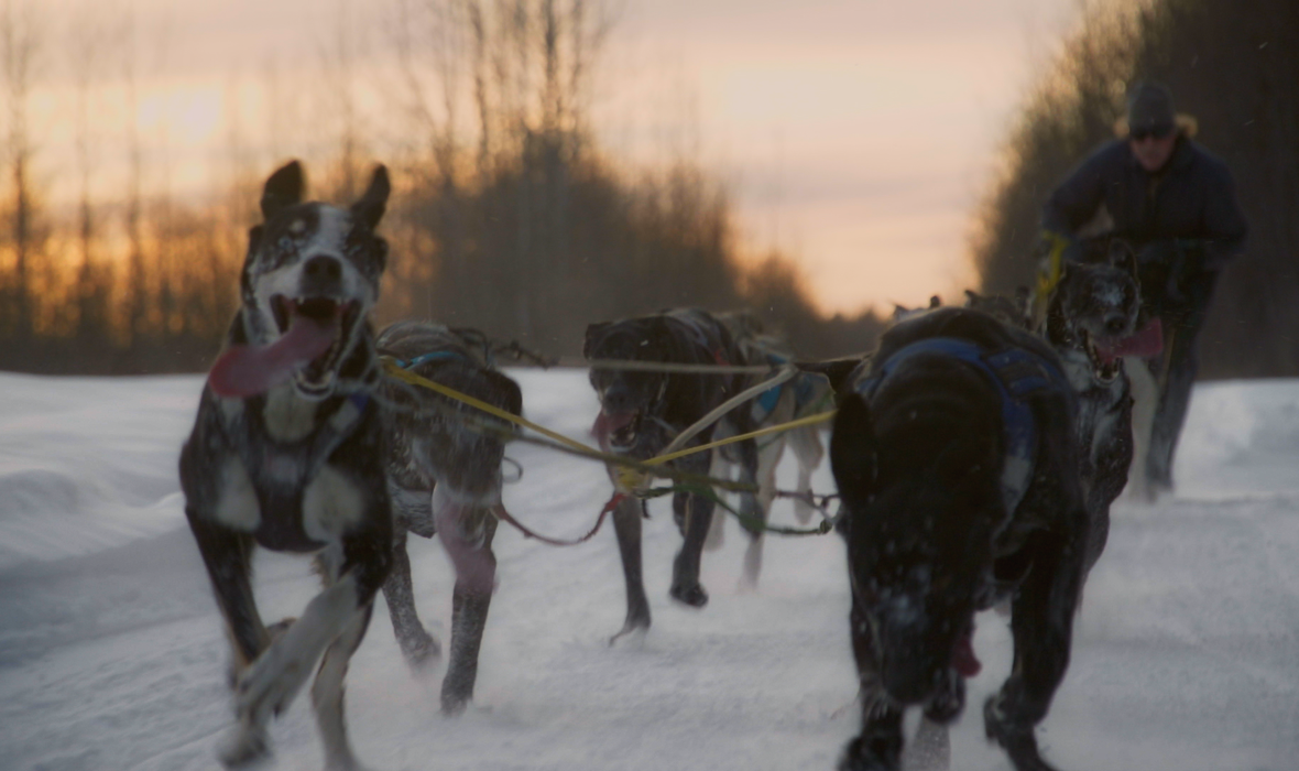 DogMushing_in_AK_1