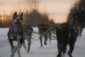 DogMushing_in_AK_1